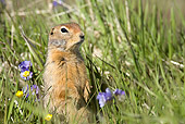 MAM 24 WF0001 01
Arctic Ground Squirrel Standing Upright In Flowering Meadow