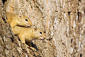 MAM 24 WF0002 01
Smith's Bush Squirrels Looking Out Of Tree Hole