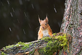 MAM 24 WF0004 01
Red Squirrel Sitting On Tree Branch In Falling Snow
