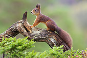MAM 24 WF0006 01
Red Squirrel Standing On Log In Forest