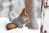 MAM 24 WF0007 01
Red Squirrel Sitting And Eating In Snow