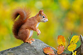 MAM 24 WF0012 01
Red Squirrel Standing On Tree Stump