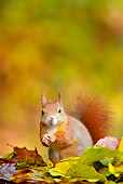 MAM 24 WF0013 01
Red Squirrel Foraging In Autumn Beech Leaves