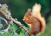 MAM 24 WF0014 01
Red Squirrel Sitting On Pine Branch While Feeding