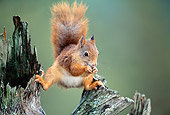 MAM 24 WF0015 01
Red Squirrel Standing On Pine Stump Feeding