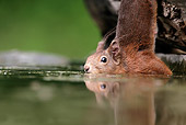 MAM 24 WF0016 01
Close-Up Of Red Squirrel Drinking From Pond