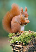 MAM 24 WF0017 01
Red Squirrel Sitting On Mossy Stump Eating Nut