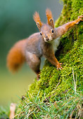 MAM 24 WF0018 01
Red Squirrel Climbing On Mossy Tree Trunk