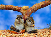MAM 24 KH0001 01
Baby Chipmunks Sitting By Branch Eating