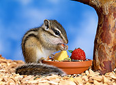MAM 24 KH0002 01
Siberian Chipmunk Sitting By Dish Eating