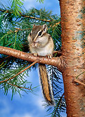 MAM 24 KH0003 01
Siberian Chipmunk Sitting On Branch Eating