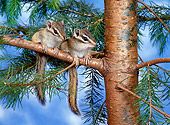MAM 24 KH0004 01
Siberian Chipmunks Sitting On Branch