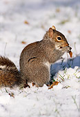 MAM 24 LS0001 01
Profile Of Eastern Gray Squirrel Eating On Snow