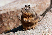 MAM 24 RK0003 04
Squirrel Sitting