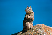 MAM 24 RK0005 01
Squirrel Sitting On Rock