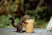 MAM 24 TK0001 01
Douglas Squirrel Feasting On Peanut Butter