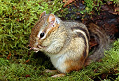 MAM 24 TK0002 01
Least Chipmunk Sitting On Moss