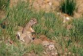 MAM 24 TL0001 01
Profile Of Uinta Ground Squirrel Barking In Grass