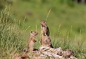 MAM 24 TL0002 01
Two Uinta Ground Squirrels Standing On Rock Near Grass