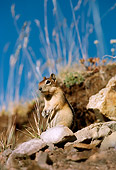 MAM 24 TL0003 01
Golden-mantled Ground Squirrel Standing On Rocky Slope With Blue Sky