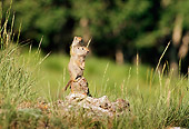 MAM 24 TL0004 01
Two Uinta Ground Squirrels Standing On Rock Near Entrance To Den