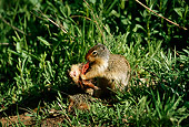 MAM 24 TL0005 01
Columbian Ground Squirrel On Grass Eating A Ground Squirrel