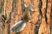 MAM 24 TL0006 01
Abert's Squirrel Climbing On Ponderosa Pine Tree Grand Canyon
