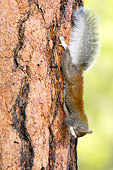 MAM 24 TL0007 01
Abert's Squirrel Climbing On Ponderosa Pine Tree Grand Canyon