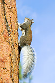 MAM 24 TL0008 01
Abert's Squirrel Climbing On Ponderosa Pine Tree Grand Canyon