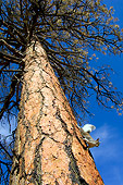 MAM 24 TL0009 01
Abert's Squirrel Climbing On Ponderosa Pine Tree Grand Canyon