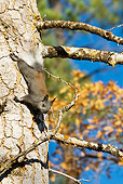 MAM 24 TL0010 01
Kaibab Squirrel Climbing On Ponderosa Pine Tree Grand Canyon