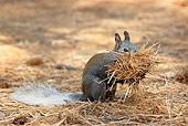 MAM 24 TL0011 01
Kaibab Squirrel Gathering Ponderosa Pine Needles Grand Canyon