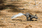 MAM 24 TL0012 01
Kaibab Squirrel Running On Ponderosa Pine Needles Grand Canyon