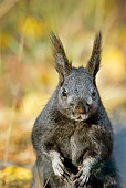 MAM 24 TL0013 01
Close-Up Of Kaibab Squirrel Grand Canyon