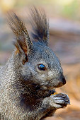 MAM 24 TL0014 01
Shoulder Shot Of Kaibab Squirrel Eating Pinecone Seeds Grand Canyon
