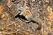 MAM 24 TL0015 01
Yellow-Pine Chipmunk Standing On Tree By Pine Needles