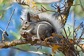 MAM 24 TL0016 01
Abert's Squirrel Eating Pinecone Seeds Sitting On Branch Grand Canyon