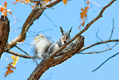 MAM 24 TL0017 01
Abert's Squirrel Sitting On Branch Grand Canyon