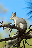 MAM 24 TL0018 01
Abert's Squirrel Sitting On Branch Grand Canyon