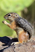 MAM 24 TL0019 01
Harris's Antelope Squirrel Sitting On Rock In Desert Arizona
