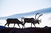 MAM 25 BA0001 01
Two Caribou Bulls Walking On Mountain Profile