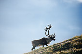 MAM 25 BA0002 01
Caribou Bull Walking Up Grassy Hill Profile