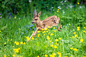 MAM 25 GL0001 01
Roe Deer Fawn Running Through Grass And Buttercups