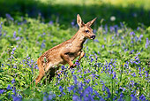 MAM 25 GL0002 01
Roe Deer Fawn Leaping Through Grass And Purple Flowers