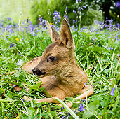 MAM 25 GL0003 01
Roe Deer Fawn Laying On Grass And Flowers