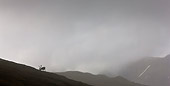 MAM 25 KH0002 01
Silhouette Of Reindeer Male Grazing On Hillside Svalbard