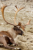 MAM 25 MC0001 01
Portrait Of Caribou Bull Laying On Dirt