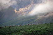 MAM 25 NE0002 01
Group Of Porcupine Caribou Walking Through Foothills Of Brooks Range In Arctic National Wildlife Refuge, Alaska