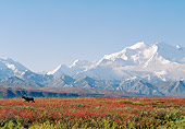 MAM 25 NE0003 01
Barren-Ground Caribou Bull Walking Through Autumn Tundra Mt. McKinley, Alaska
