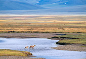 MAM 25 NE0004 01
Barren-Ground Porcupine Caribou Adult And Young Walking Through Water Arctic National Wildlife Refuge Alaska